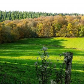 Aux abords de la forêt