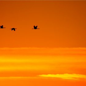Grues sur lever de soleil
